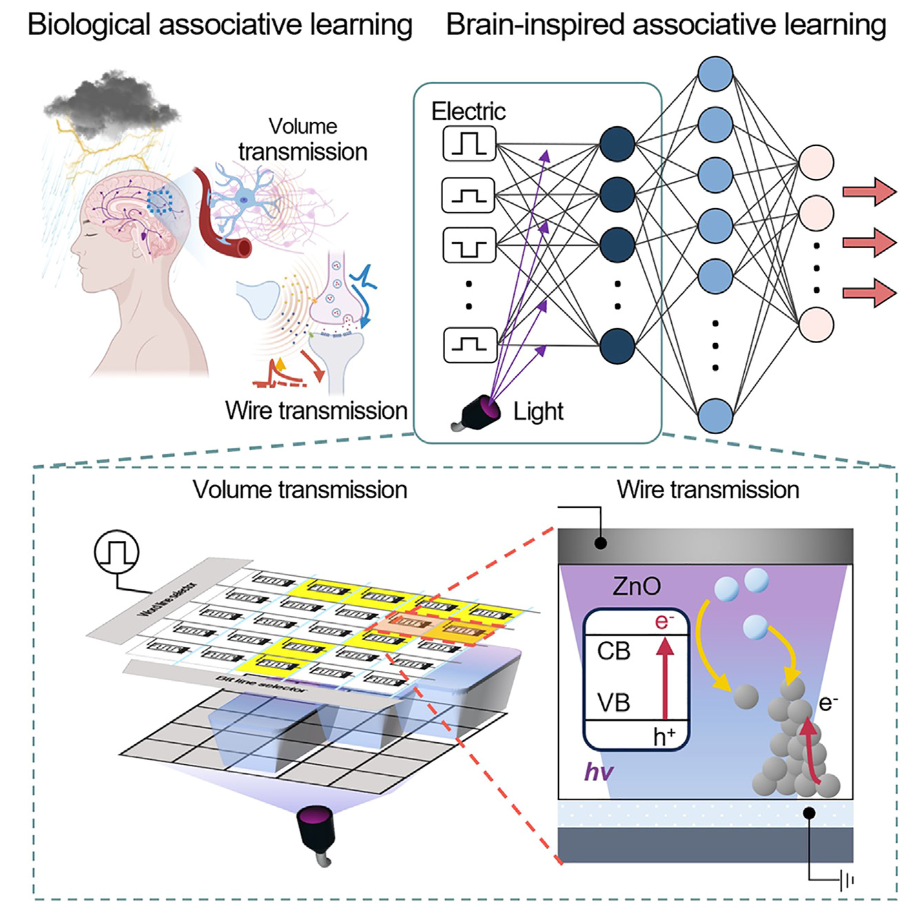 Biological associative learning compared with brain-inspired crossbar architecture under combined electrical and photonic stimulation